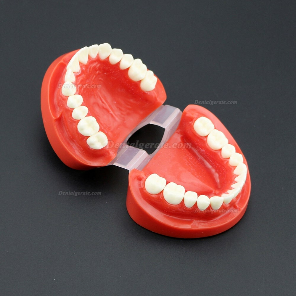 Dental Unterrichten Sie das Studium Erwachsene Standard Typodont Demonstrationsz&auml;hne Modell 7004 Rot